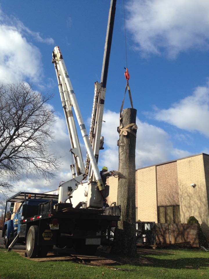 Disch crane lifting a massive trunk section
