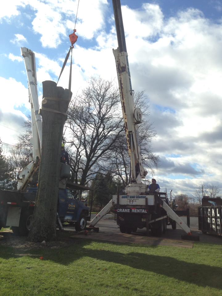 Disch crane crew rigging a tall residential tree trunk for removal in Central NJ